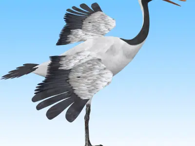 Red crowned Crane Bird Low-poly 3D model