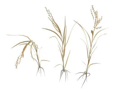 dried rice stalk Low-poly 3D model
