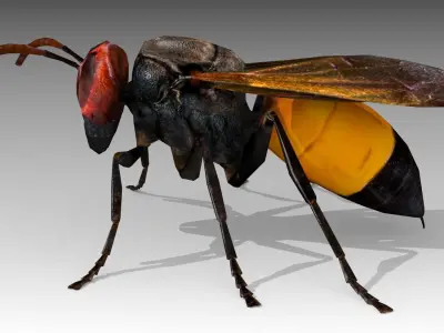 Hornet wasp Low-poly 3D model