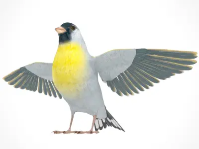 3D Bird Pack Lawrence Finch Male and Female Low-poly 3D model  Low-poly 3D model