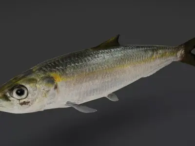 Bali Sardinella -Pacific Herring Animated 3D model