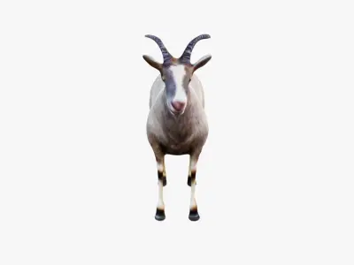 Goat Animal Free 3D model