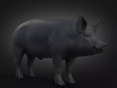 DomesticPig Male Free 3D model