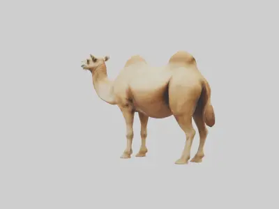 Camel Humps Model Low-poly 3D model