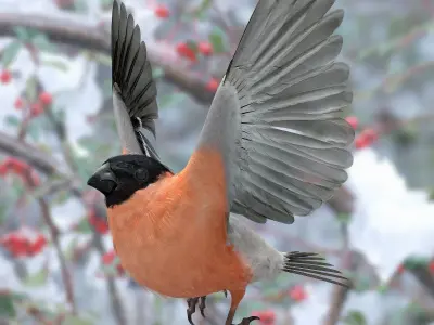 Eurasian Bullfinch - rigged - animated 3D model