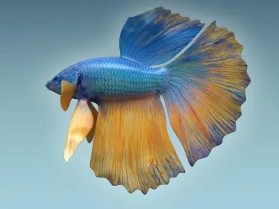 Betta Fish 10 3D model