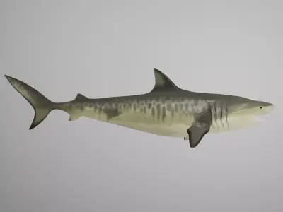 Tiger Shark Low-poly 3D model