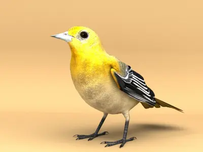 3D Bird Pack Baltimore Oriole Male and Female Low-poly 3D model