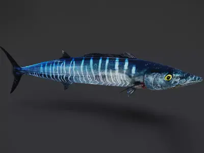 Wahoo Animated 3D model