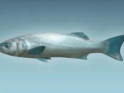 Dicentrachus Fish 2 3D model