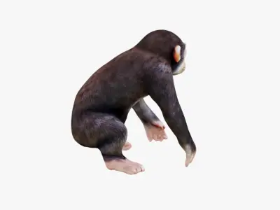 Monkey Free 3D model
