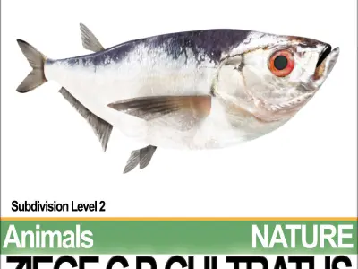 Ziege C zege cp cultivatus 3D model