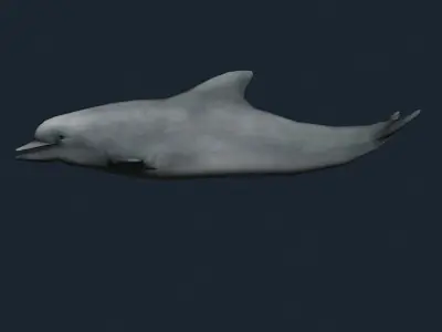 3DRT - Sealife - Dolphin Low-poly 3D model