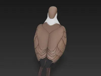 Dove Realistic 3D Model Basic - Low Poly Realistic  Low-poly 3D model