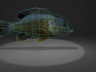 Bluegill fish with light shining Free low-poly 3D model