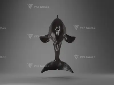 Bottlenose Dolphins Adult Animation - VFX Grace 3D model