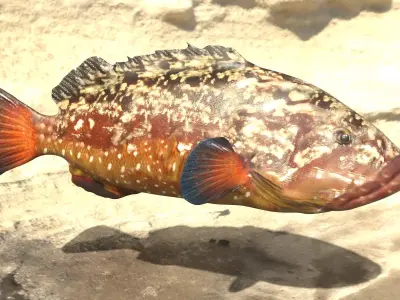 Grouper photorealistic sea fish 3d model Rigged Animated Low-poly 3D model