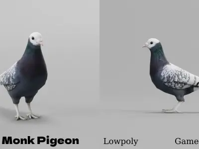 Saxon Monk Pigeon Bird Low-poly 3D model