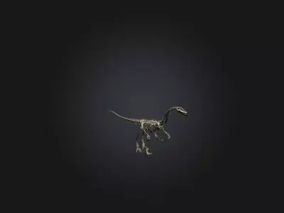 Realistic Diplodocus Skeleton Model Low-poly 3D model