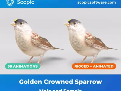 3D Bird Pack Golden Crowned Sparrow Male and Female Low-poly 3D model