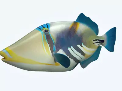 Trigerfish 2 tropical fish 3D model