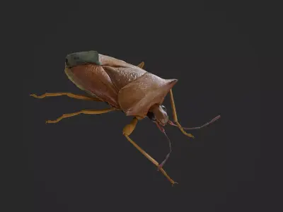 Stink Bug Coreus Marginatus  Low-poly 3D model