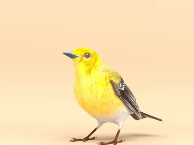 3D Bird Pack Pine Warbler Male and Female Low-poly 3D model Low-poly 3D model