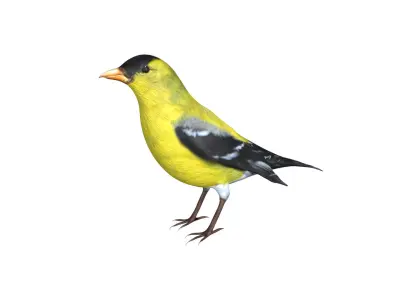 American Goldfinch Low-poly 3D model