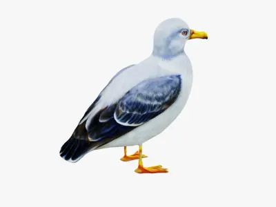 Seagull Free 3D model
