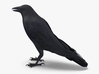 Crow 3 Poses 3D model