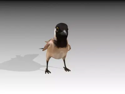 White Eared Bulbul Low-poly 3D model