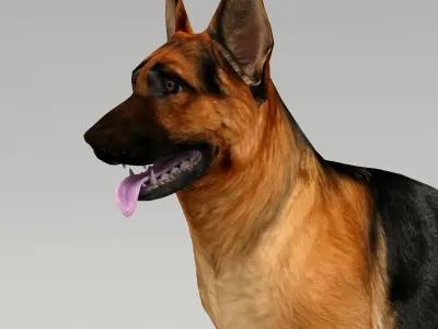 germanshepherd dog GSD  Low-poly 3D model