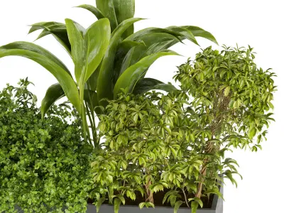 Collection plant vol 241 Free 3D model