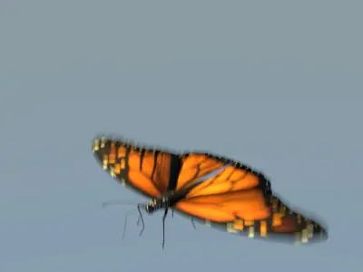 Monarch Butterfly Animated Rigged 3D model