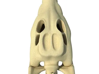 Crocodile Skull 3 3D model