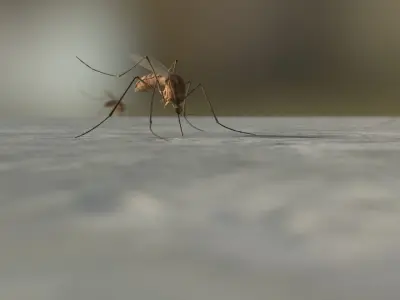 Mosquito 3D model