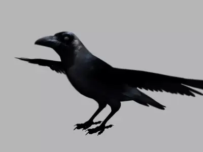 crow bird 3d model 3D model