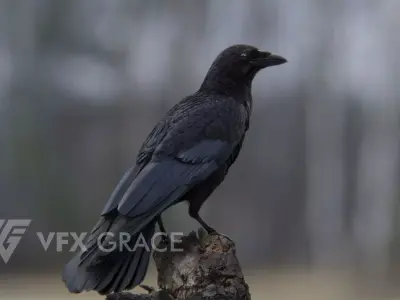 Carrion Crow Animated VFX Grace 3D model
