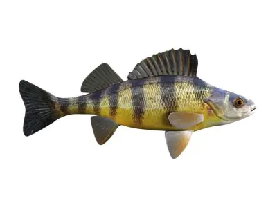 Yellow Perch Fish Perca Flavescens 3D model