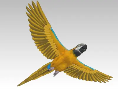 Blue and Yellow Macaw Low-poly 3D model