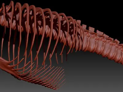 Dinosaur TRex Spine Rib Set Skeletons 3D model