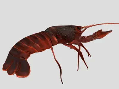 Crayfish Realistic Animated Low-poly 3D model