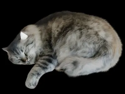 Sleeping Cat Corona 3D model