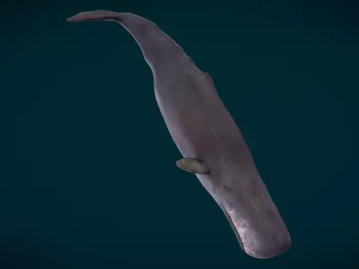 Sperm Whale Animated Low-poly 3D model
