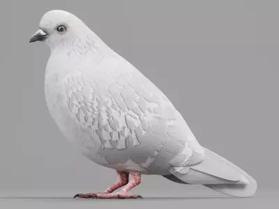 Realistic Dove - White Pigeon Low-poly 3D model