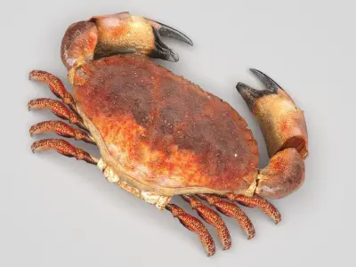 Sea Crab 3D model