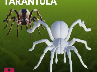 Tarantula STL 3D Model 3D print model