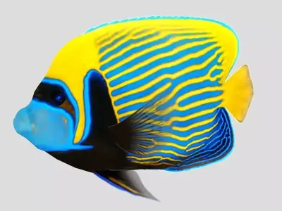 Emperor Angel fish Low-poly 3D model