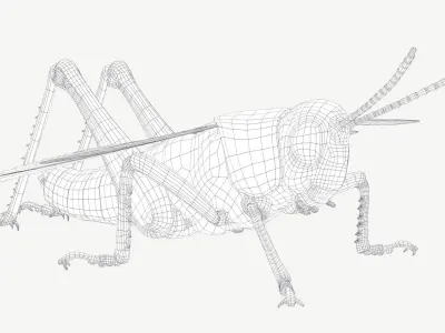 Grasshopper Low-poly 3D model