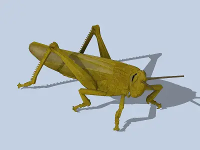 Grasshopper Low-poly 3D model